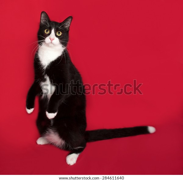 Black White Cat Sitting On Red Animals Wildlife Stock Image