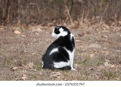 Black White Cat Sitting Outside in Field