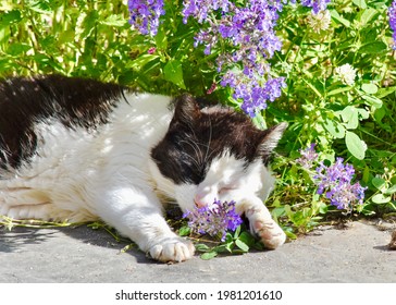  A black and white cat sleeps with the purple blossoms of a cat mint plant under her nose. Closeup.