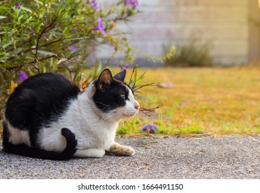 Black And White Cat Squat On The Floor By Side Of Lawn In The Garden With Morning Sun Light.