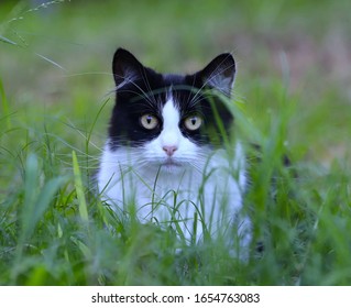 Black And White Cat Stalking Me White I Was Tacking A Picture Of A Flower In A Sydney Suburban House Side Yard