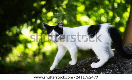 Black and white cat standing in the garden