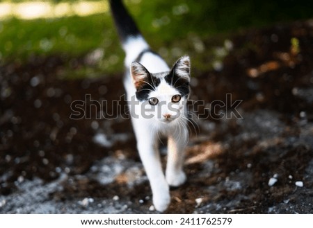 Black and white cat standing in the garden and looking at the camera