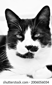 Black And White Cat Staring The Camera With Judging Face