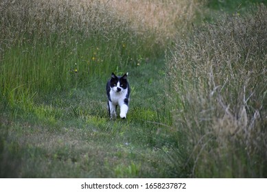 Black And White Cat, Strolling Through The Meadow, Whiteway, Trinity Bay NL Canada