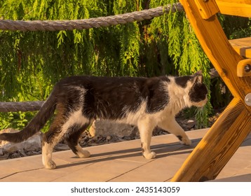 A black and white cat strolls majestically on the terrace among the trees.In the rays of the May afternoon sun, a fluffy cat walks on a terrace with railings made of rope.