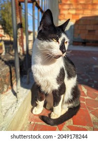 A Black And White Cat Sunbathing.