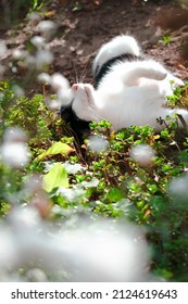 Black And White Cat Sunbathing In Garden