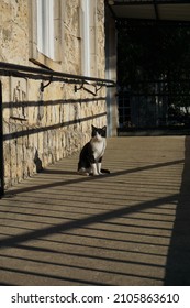 Black And White Cat Sunbathing Outside