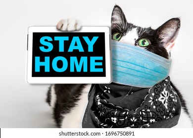 Black And White Cat With A Surgical Face Mask Holding A Tablet With STAY HOME Advice. Concept Of Quarantine For Coronavirus Pandemic Outbreak. COVID-19 Infections In Animals.