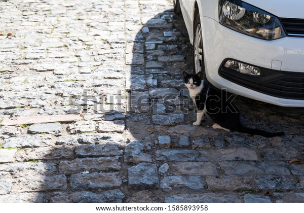 Black and white cat under the\
car