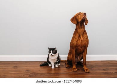 Black And White Cat And Vizsla Dog Sit Side By Side, But Look In Different Directions.