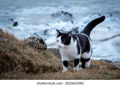 A Black And White Cat, Walking Outdoors On Winter Day. A Frozen Lake In Background. 