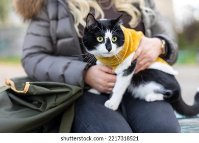 A Black And White Cat In A Yellow Sweater Sits On A Girl's Lap.