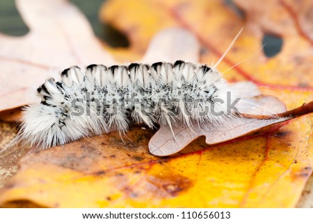 A black and white caterpillar crawls across some autumn leaves