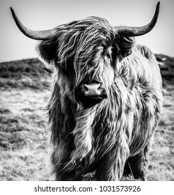 Black White Cattle Stock Photo 1031573926 | Shutterstock