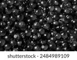 Black and White Caviar close up view 