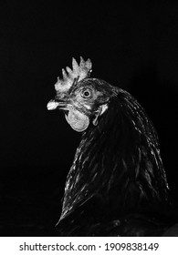 Black And White Chicken Portrait Picture