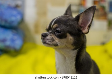 Black And White Chihuahua Dog, Adult, Head Profile