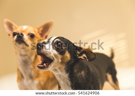 Black and white chihuahua with mouth open, looking intently. Younger chihuahua in background.