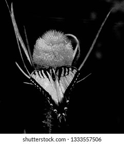 black and white close up of butterfly on a thistle flower