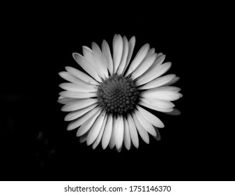 Black And White Close Up Of A Daisy