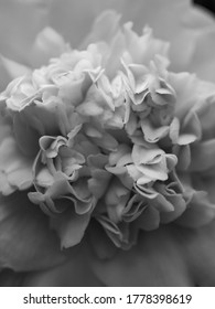 Schwarzweiß, Nahaufnahme einer Blume