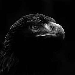 Black And White Close Up Of Golden Eagle Head