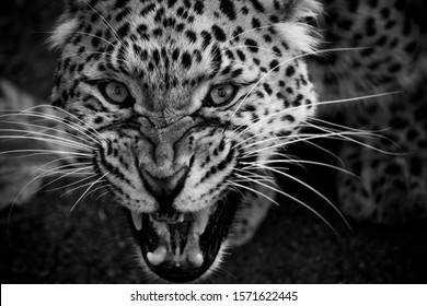 14,140 Snarl Images, Stock Photos & Vectors | Shutterstock