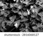 black and white close up of Oxalis triangularis leaves and flowers. Fine art monochrome photo of purple shamrock false shamrock plant for botanical background.