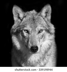 Wolf Head Black And White Stock Photos Images Photography