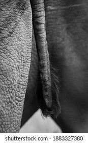 Black And White Close Up Of Rhino Tail, Nairobi National Park, Kenya