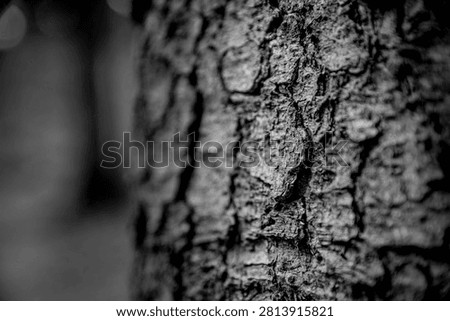 Black and white close up of texture tree bark with shallow depth of field. Natural forest background with detailed wood texture and soft bokeh, ideal as an abstract nature background.