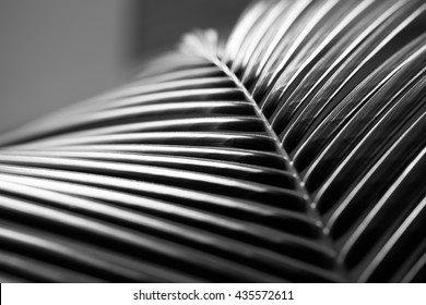 Black And White Close Up View Of Beautiful Green Palm Leaf On Natural Background