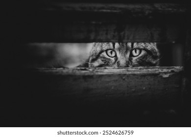 Black and white close-up of a cat peeking through a gap in wooden boards. The focus on the cat's intense eyes creates a mysterious and moody atmosphere, ideal for dramatic and animal-themed projects. - Powered by Shutterstock