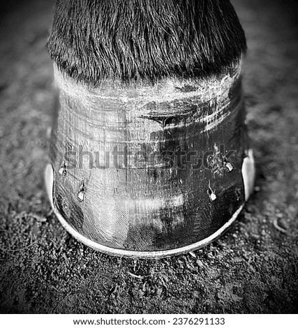 Black and white closeup horse hoof with shoe 