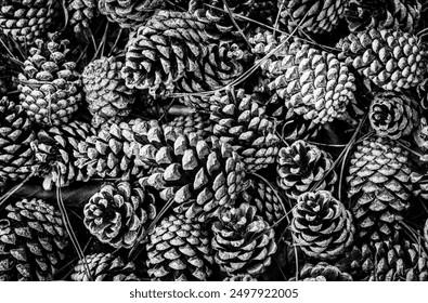 Black and white close-up image with textured pine cones on the forest floor. - Powered by Shutterstock