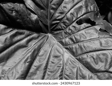 Black and white close-up of a leaf showing detailed texture and patterns, with visible damage and holes - Powered by Shutterstock