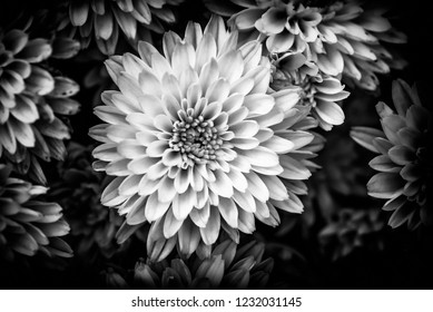 Close Composition Black White Lotus Flower Stock Photo (Edit Now