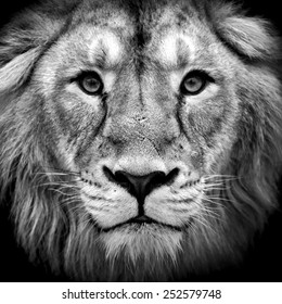 Černobílý portrét asijského lva. Král bestií. Divoká krása největší kočky. Nejnebezpečnější a mocný dravce na světě