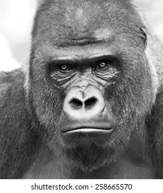 Black and white closeup portrait of a gorilla male, severe silverback on gray background. Stony stare of the great ape, the most dangerous and biggest monkey of the world. Chief of a gorilla family.

