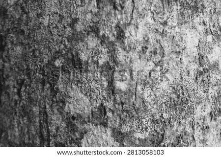 Black and white close-up of rough tree bark texture. Natural detail with soft light, ideal for background, nature, and design themes.