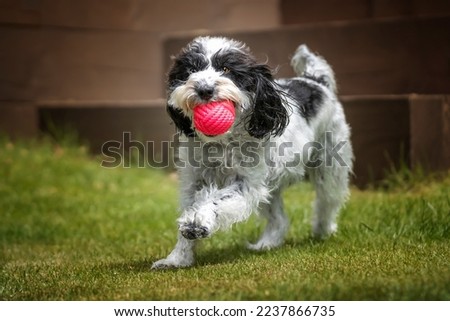 Black and White Cockapoo with a ball running towards the camera in her garden