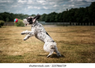 Black and White Cockapoo chasing a ball in a field at full stretch