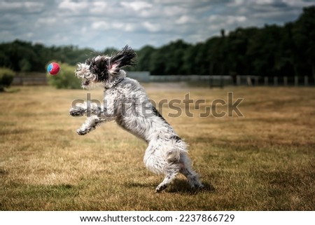 Black and White Cockapoo chasing a ball in a field at full stretch