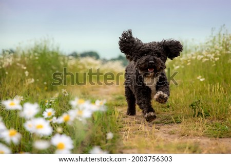 Black and White Cockapoo dog in daisy field