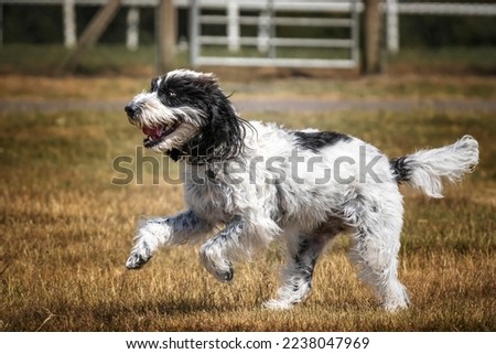 Black and White Cockapoo running in a field with a happy face