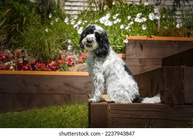 Black and White Cockapoo sitting down in her garden with a head tilt looking directly at the camera