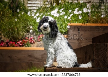Black and White Cockapoo sitting down in her garden with a head tilt looking directly at the camera