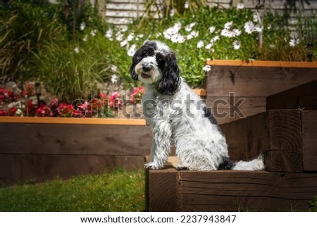 Black and White Cockapoo sitting down in her garden with a head tilt looking directly at the camera